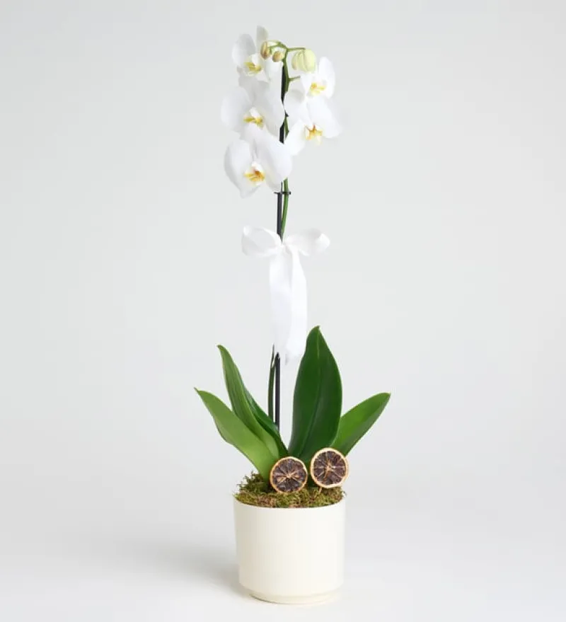  Phalaenopsis Tek Dal Orkide Çiçeği