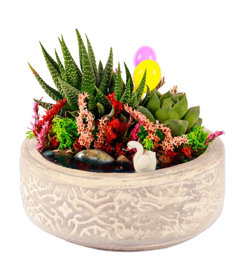 Beton Saksıda Haworthia ve Sukulent Teraryum